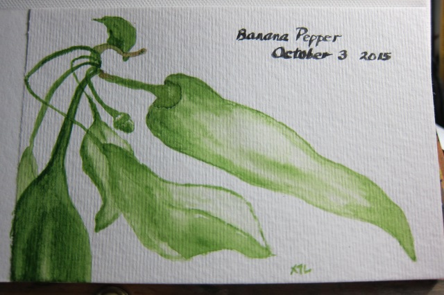 Watercolor:banana pepper